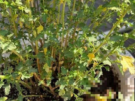 养花不能随意,一不小心就死翘翘,心太累! 养花不能随意,一不小心就死翘翘,心太累!