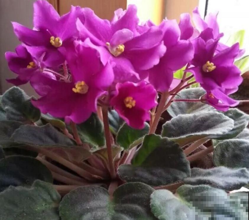 紫罗兰用处多，卧室放一盆，清新健康！