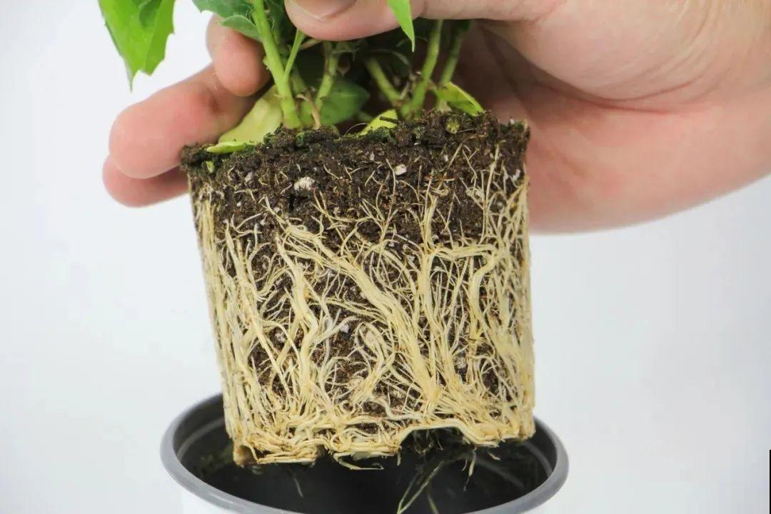 蓝目菊简直就是开花机器,一年能开上百天,盆盆爆成大花球! 蓝目菊简直就是开花机器,一年能开上百天,盆盆爆成大花球!