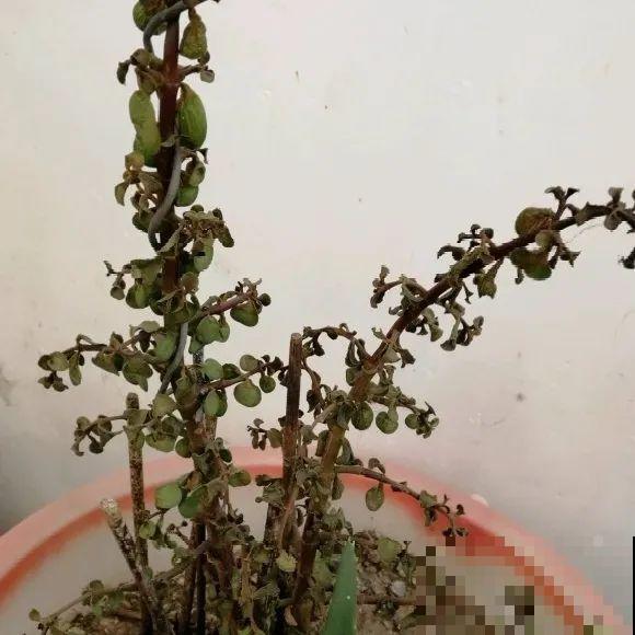 秋天降温快，家里养这9种花，要赶紧搬进屋了