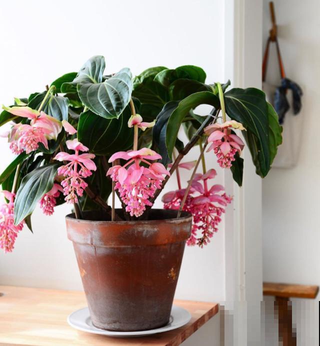 花中贵妇宝莲灯,娇气不好养,但是气质特高雅 花中贵妇宝莲灯,娇气不好养,但是气质特高雅