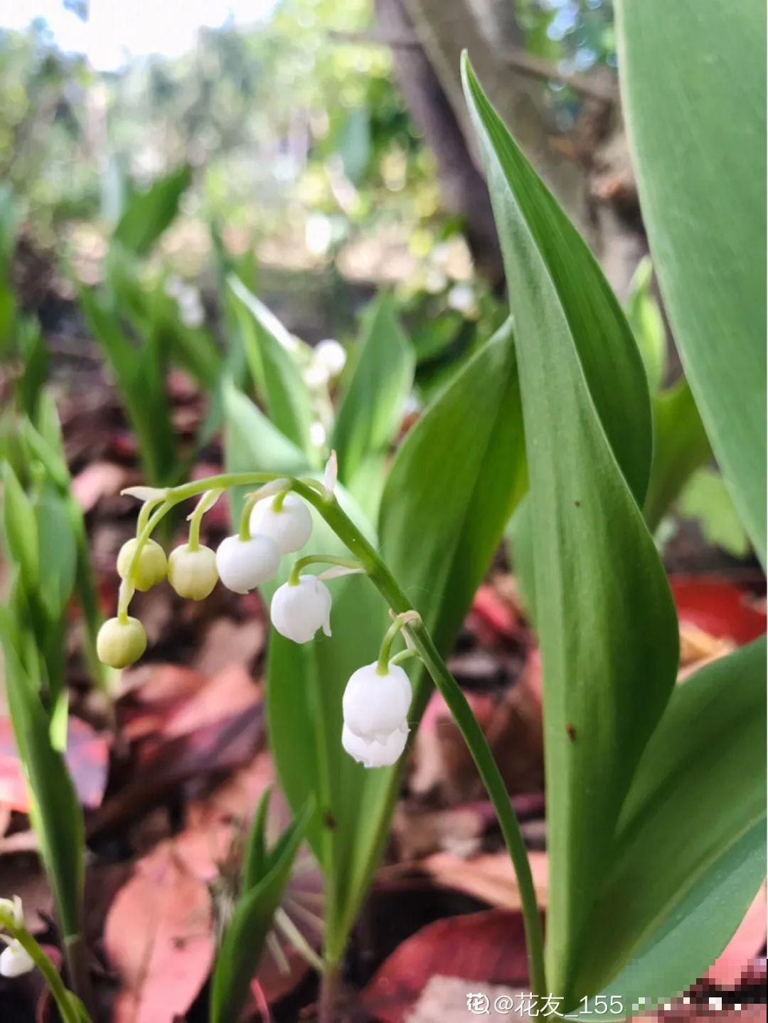 南方花友请注意，这几种花先别买，买回家就挂！