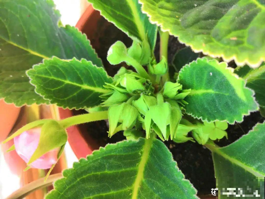 大岩桐超耐阴，开花像玫瑰，漂亮极了