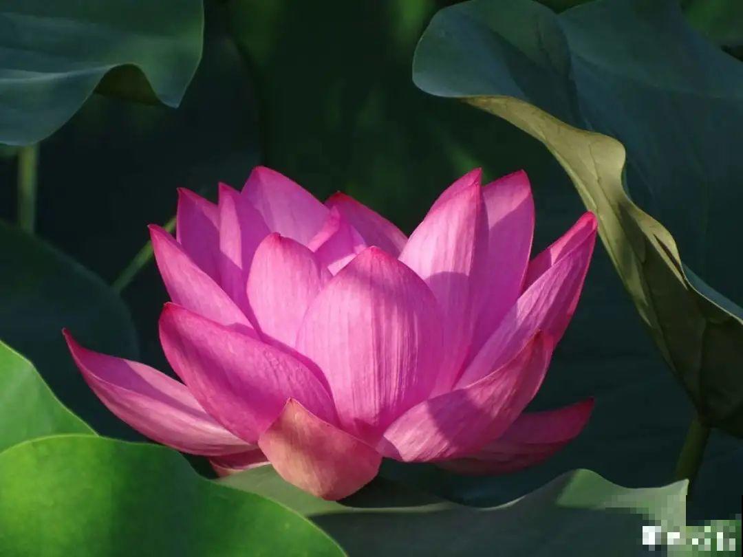 你在哪个城市，最适合养的花就是它！