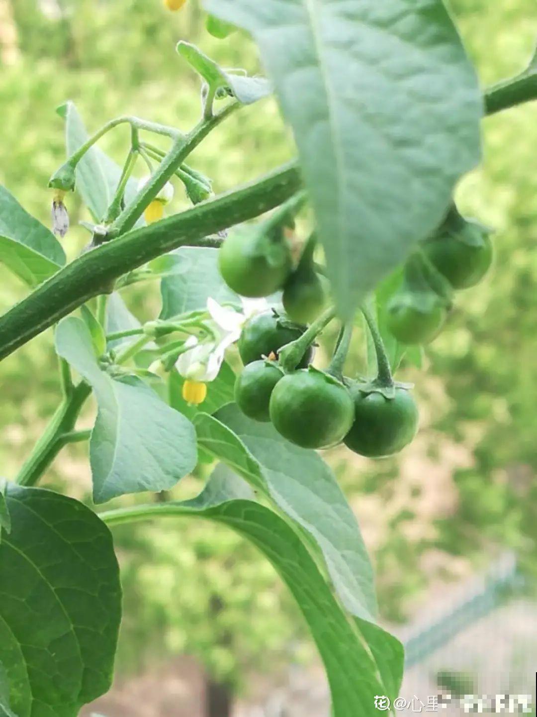 秋天野果都熟了，抓一把塞嘴里，太好吃了！