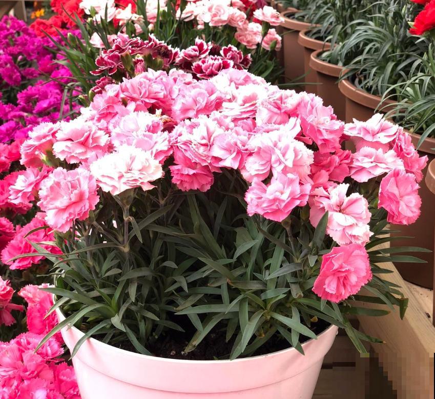 养康乃馨很省心,施点肥料蹭蹭长,坐等开花! 养康乃馨很省心,施点肥料蹭蹭长,坐等开花!