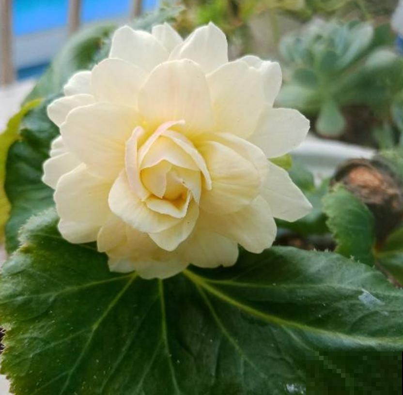 喜欢大花朵,就养球根海棠,海棠里面称“霸王”! 喜欢大花朵,就养球根海棠,海棠里面称“霸王”!