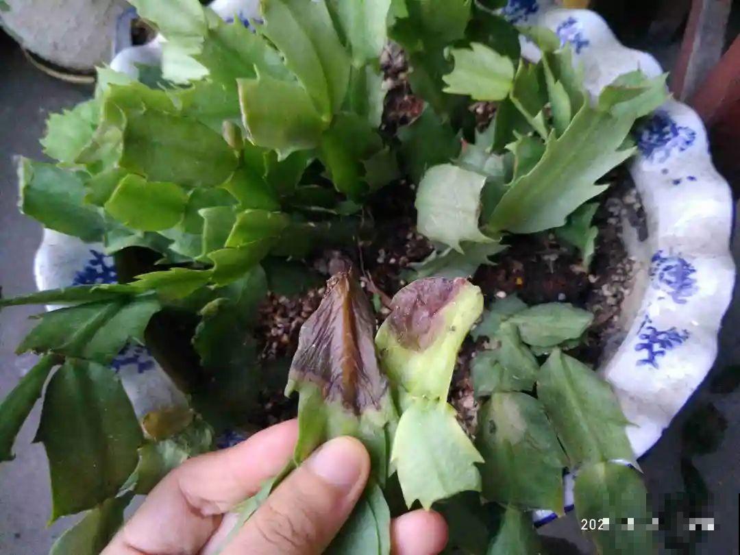 10种花少浇水，天冷容易涝根，旱一旱才长得旺