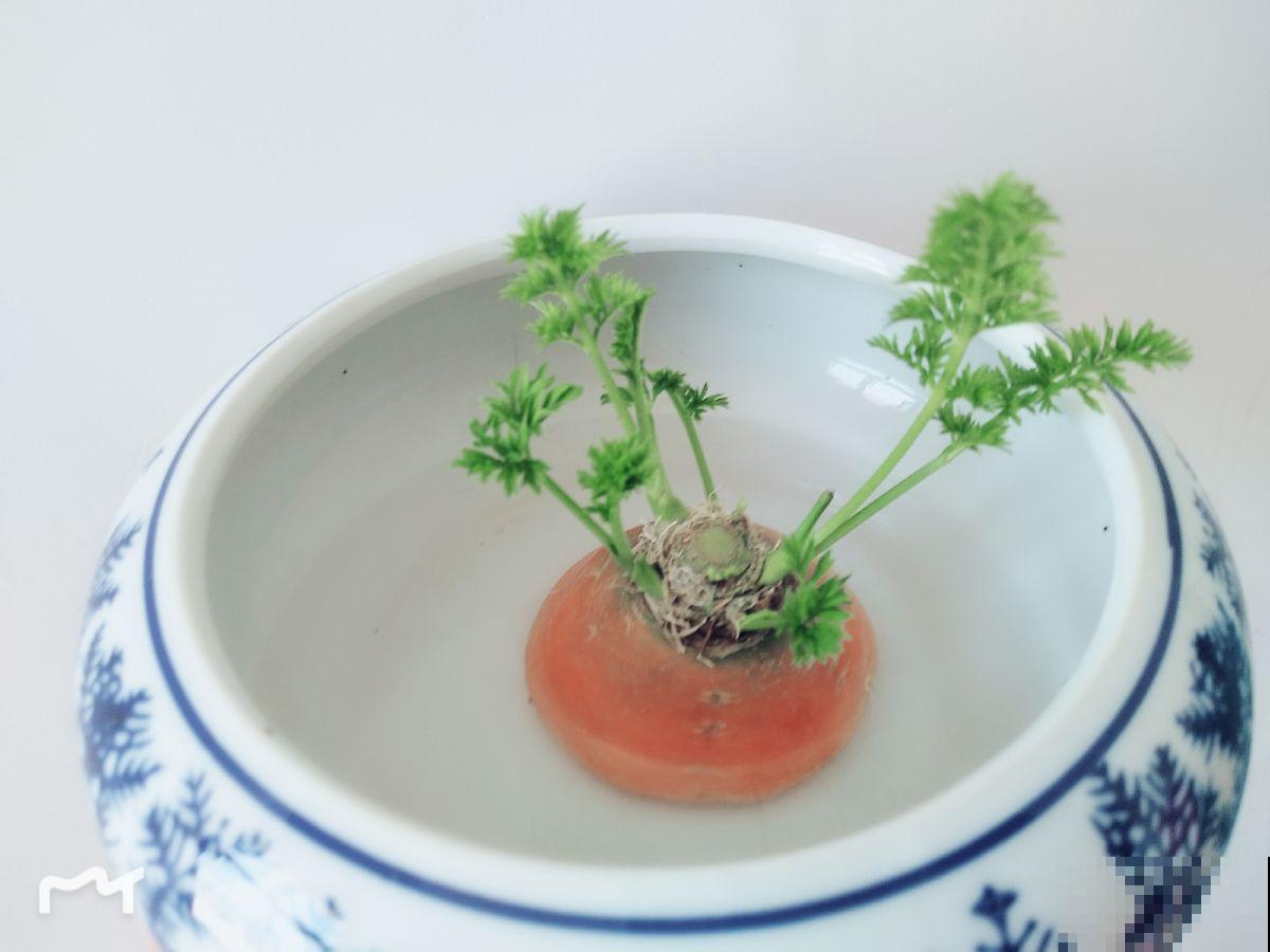 5种蔬菜头别丢掉，清水里一搁，呼呼长出翠绿芽