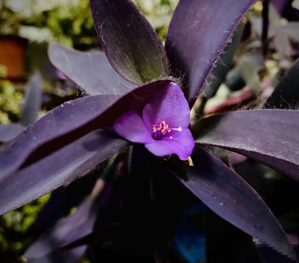 紫竹梅紫得高贵，忽略一件事，叶子变成“丑陋绿”，太难看！