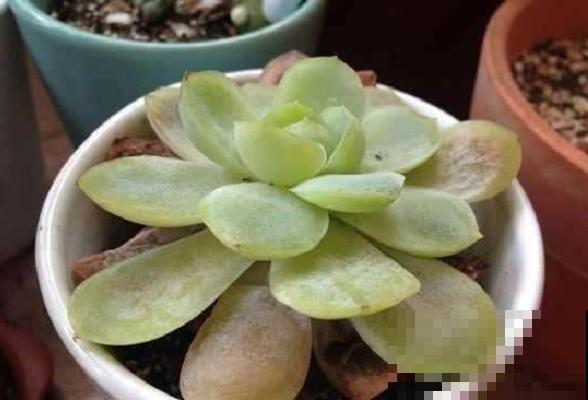 养花叶子突然发黄，赶紧救，还有希望！