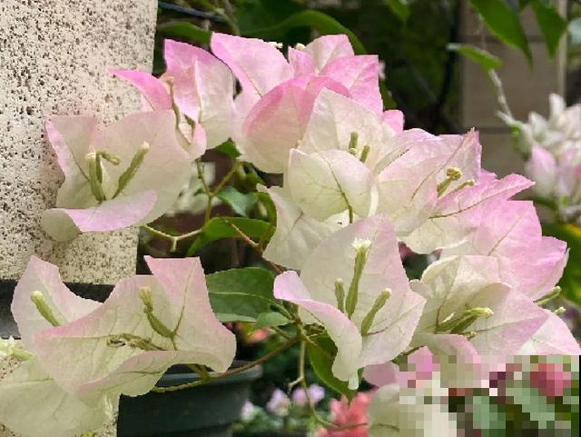 十月养这花,撸叶子、少浇水,10天冒出大花苞! 十月养这花,撸叶子、少浇水,10天冒出大花苞!