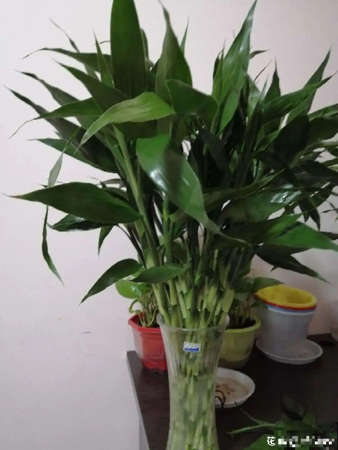 这花10块钱买一大把，丢水里冒出萝卜根，太好养！