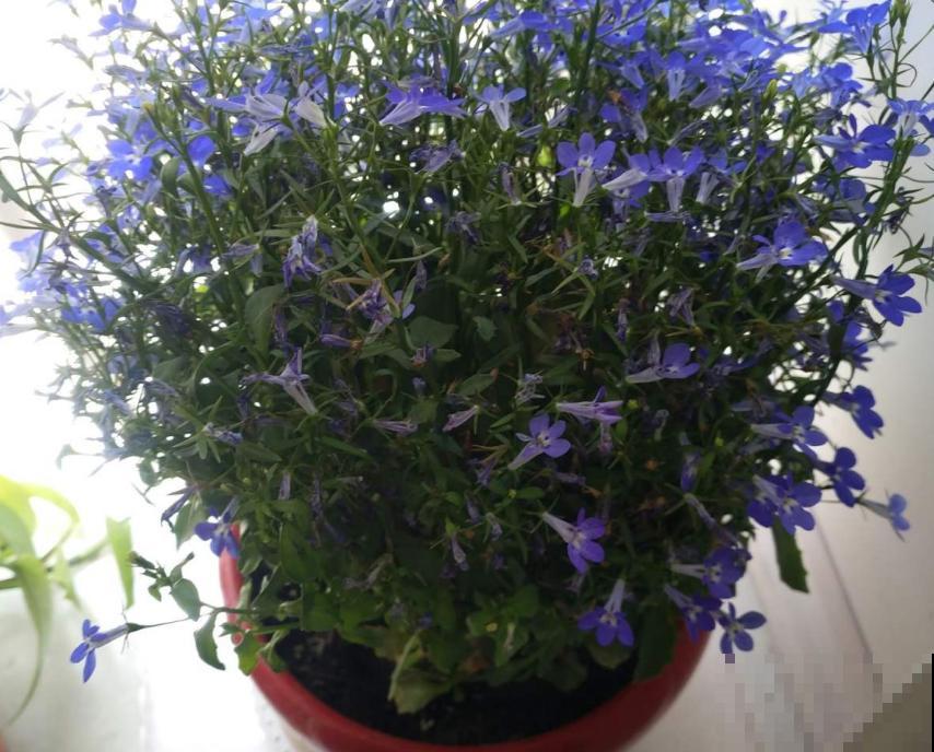 秋季种棵六倍利，很快就开花，花朵撑破盆！