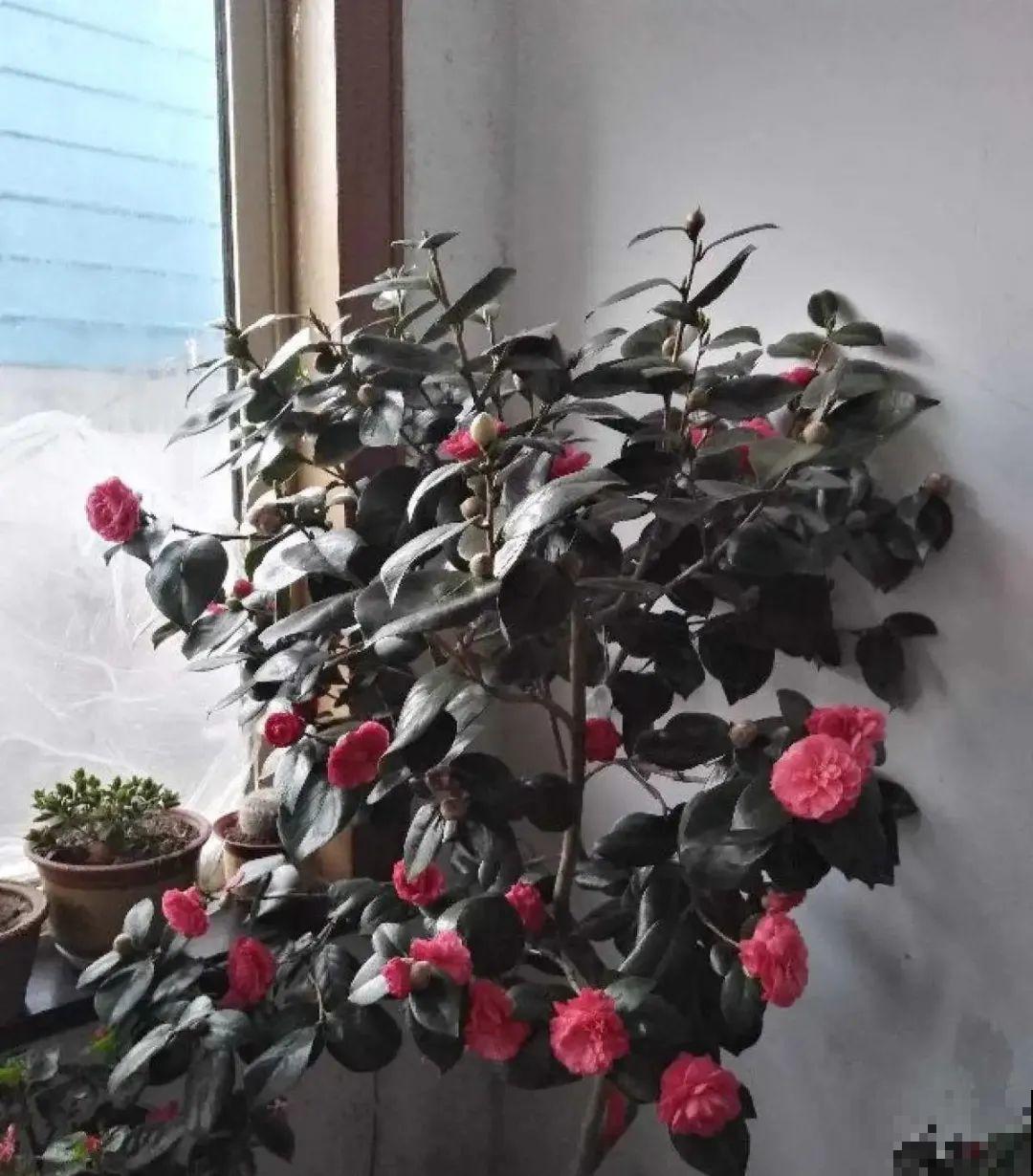 养了几十年的花,竟然是从牙签苗长起来,太辛苦! 养了几十年的花,竟然是从牙签苗长起来,太辛苦!