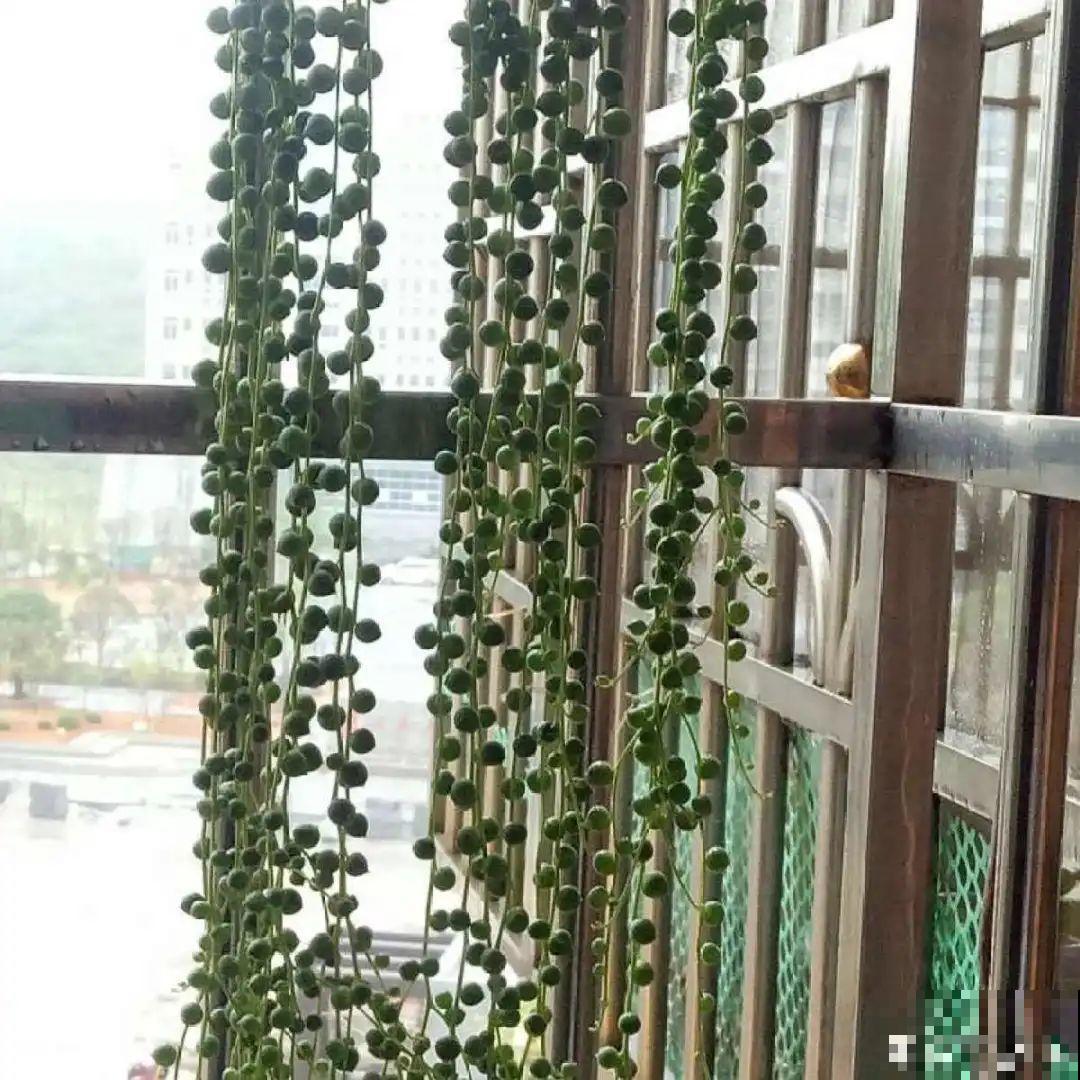 挂起来就能养的花,开花多不占地儿,家里能养100盆! 挂起来就能养的花,开花多不占地儿,家里能养100盆!