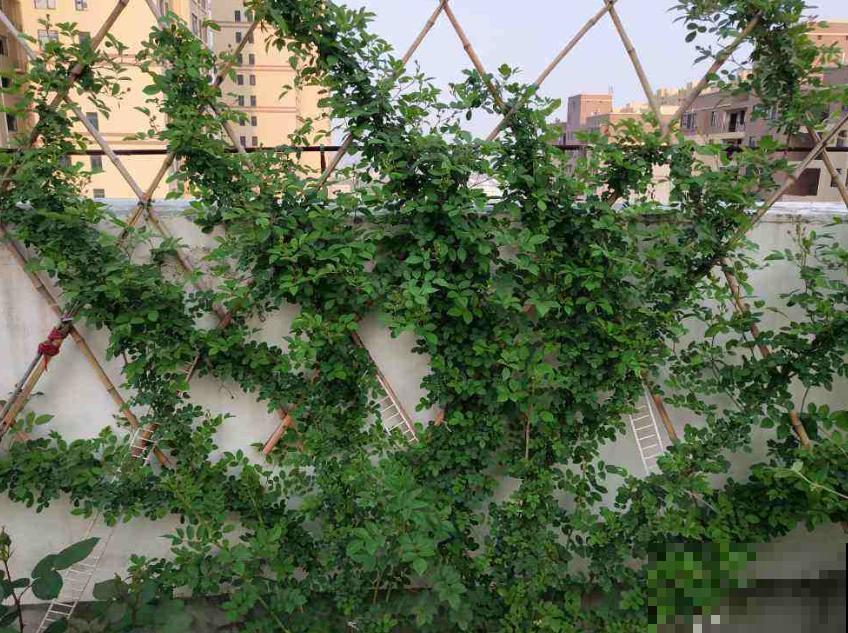 月季开花多与少,全看秋冬会不会养,2个工作要做好! 月季开花多与少,全看秋冬会不会养,2个工作要做好!