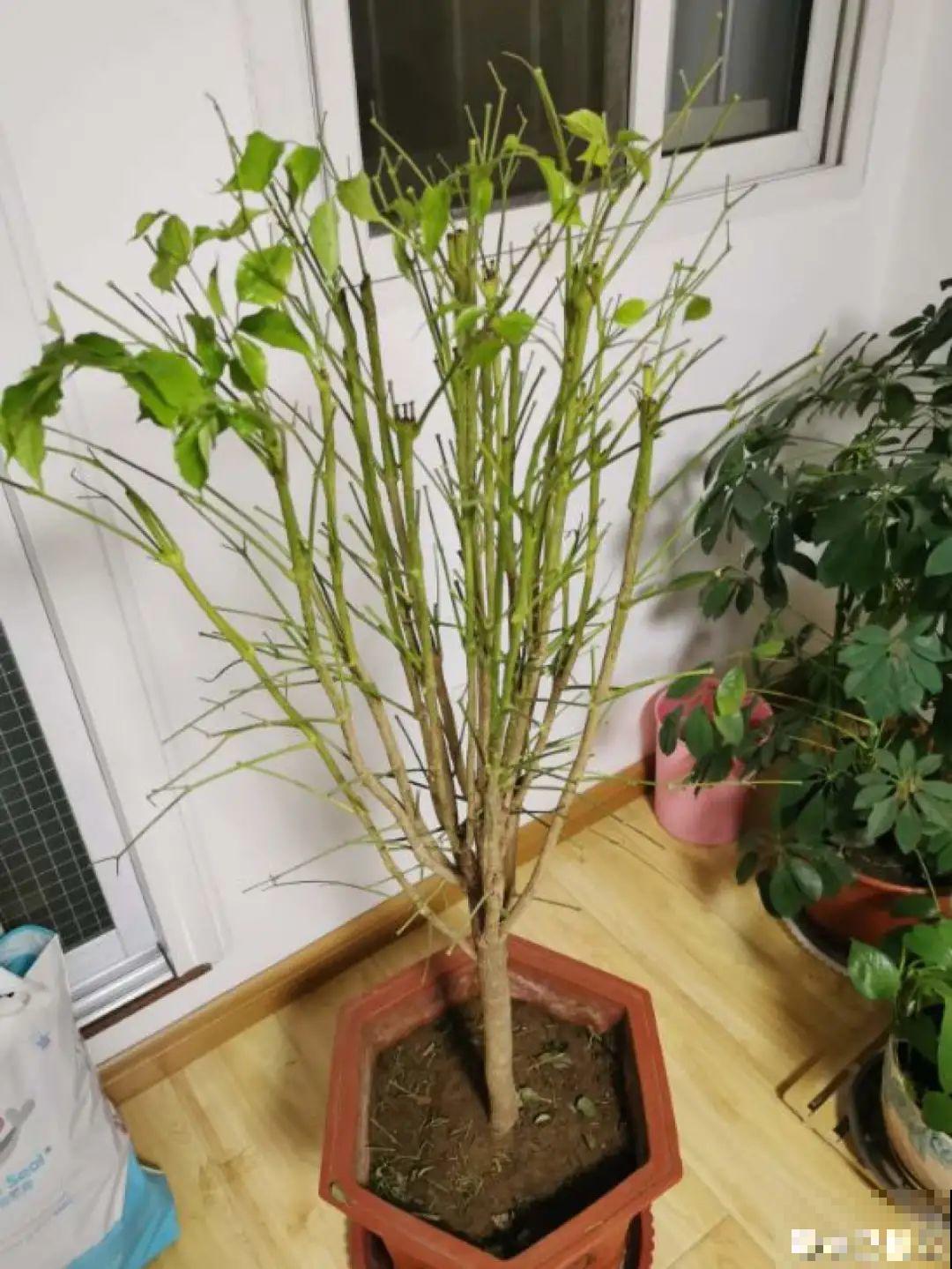 300块钱的花，一个没注意，一周掉成光杆司令