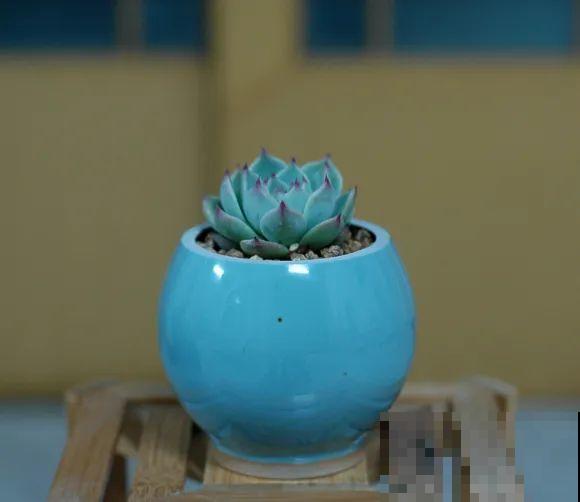 酒瓶子别丢掉,那可是种花神器,省了一笔买花钱 酒瓶子别丢掉,那可是种花神器,省了一笔买花钱