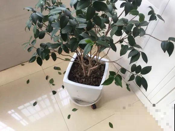 秋天特难养的花，养不活难受，还惹一肚子气！