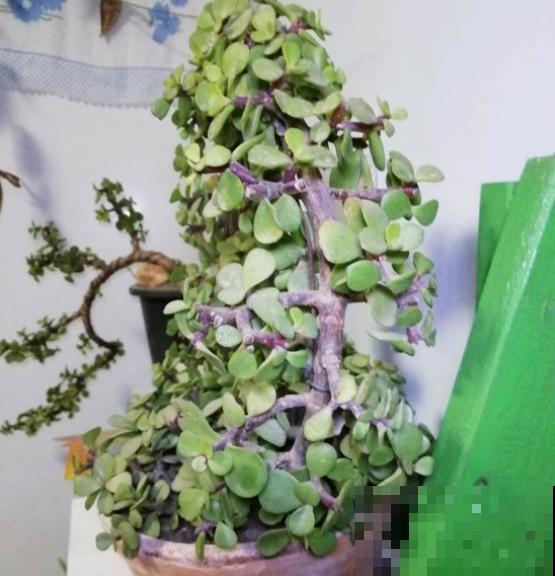 养金枝玉叶有讲究,掌握3个小窍门,太好养! 养金枝玉叶有讲究,掌握3个小窍门,太好养!