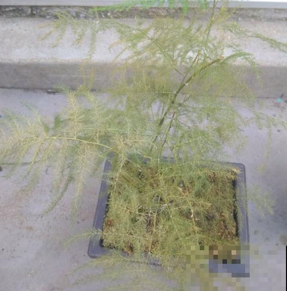 这3种问题要注意，叶子枯黄，画面丑到哭！