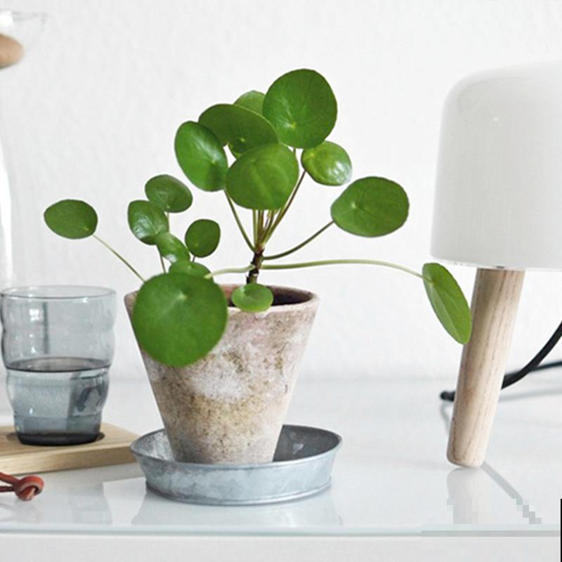 镜面草适合在家养，简单好打理，满盆都是“小绿伞”！