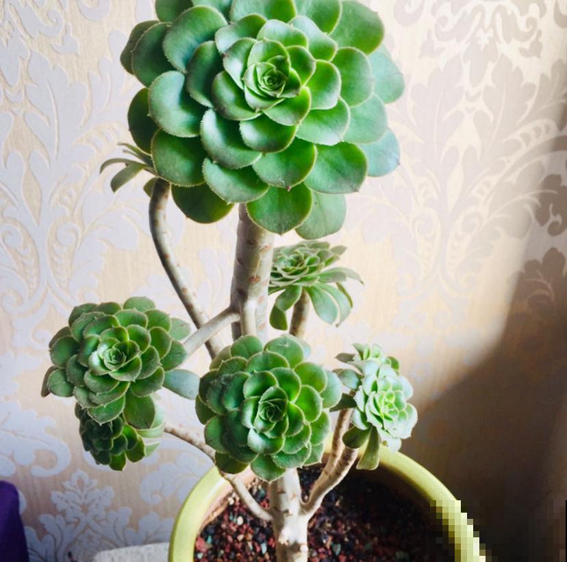 多肉配土有讲究，灵活调配比例，不能“死搬教条”！