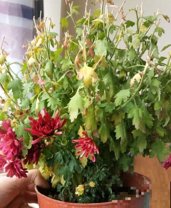 天凉了，9种花不能修剪，剪了以后不开花！