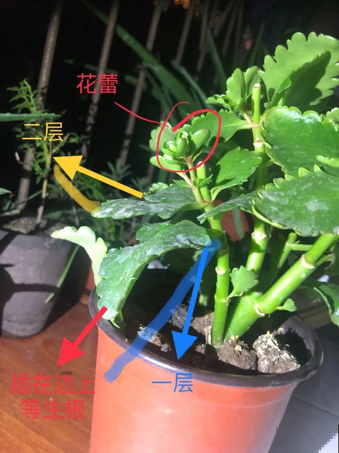 长寿总是不开花，黑塑料袋一套，立马咕噜噜冒花苞！