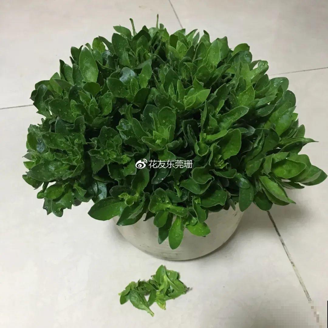 蓝目菊简直就是开花机器,一年能开上百天,盆盆爆成大花球! 蓝目菊简直就是开花机器,一年能开上百天,盆盆爆成大花球!