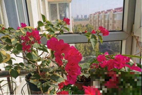 这3种花很廉价，开花很美，还特爱爆盆，赚大了！