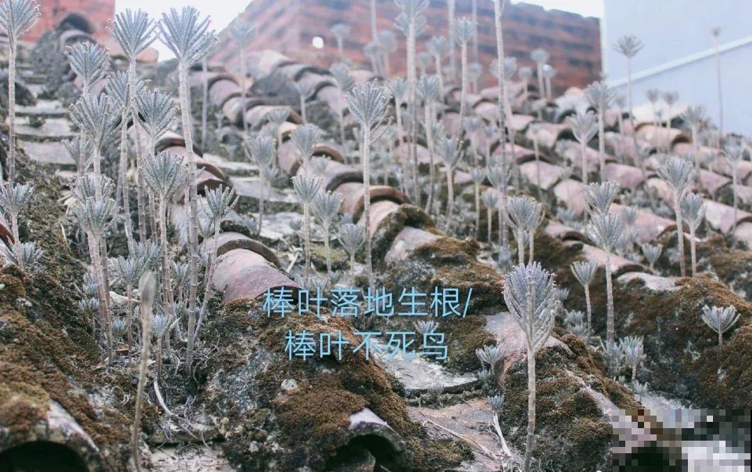 不死鸟太震撼了，长满整个屋顶，感觉都要压塌了