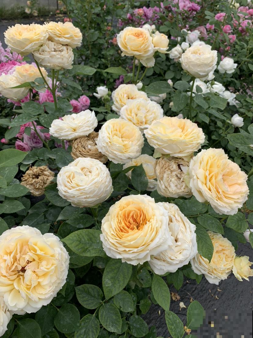 3种花选择一种,养好了阳台也能变花园,新手也能养! 3种花选择一种,养好了阳台也能变花园,新手也能养!