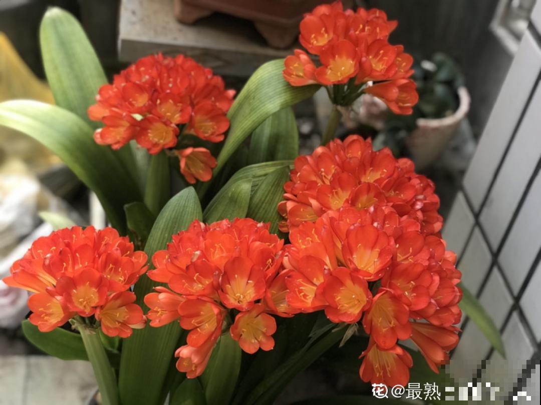 50种冬天开花植物,天冷了,照样冒花苞! 50种冬天开花植物,天冷了,照样冒花苞!