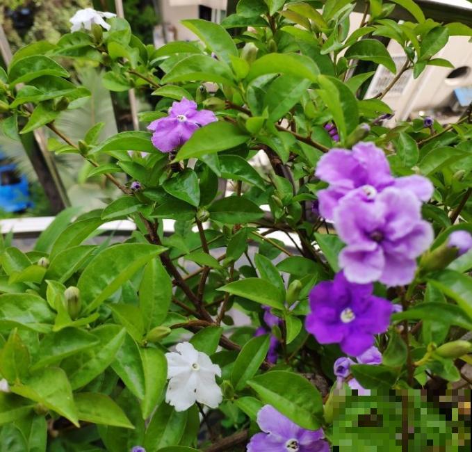 鸳鸯茉莉不敢随便养，带有毒性，小孩要小心！