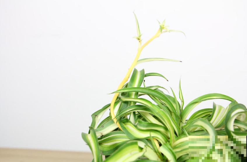 家里养盆卷叶吊兰,叶片卷曲似法国女郎,太迷人! 家里养盆卷叶吊兰,叶片卷曲似法国女郎,太迷人!