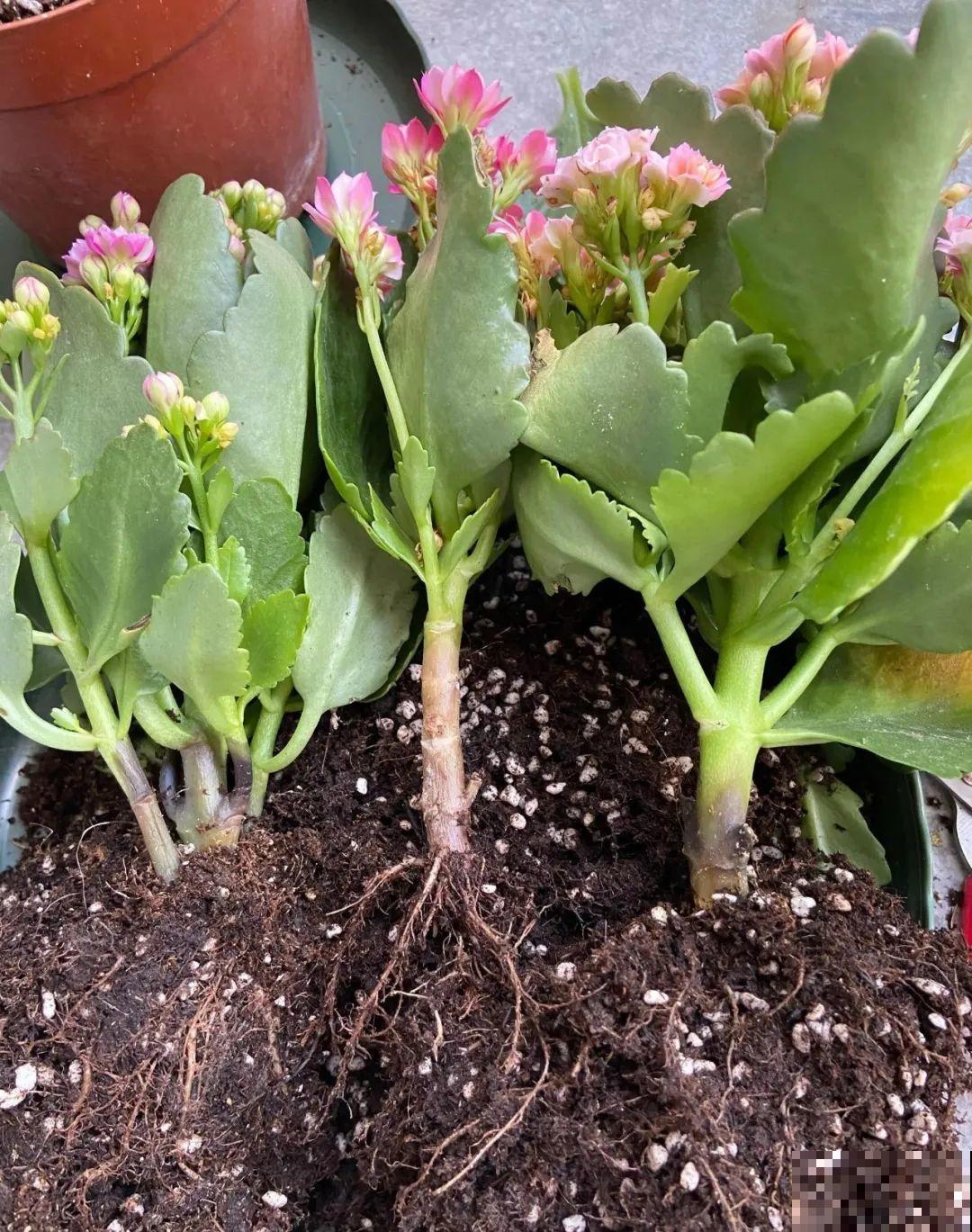 10种花少浇水，天冷容易涝根，旱一旱才长得旺