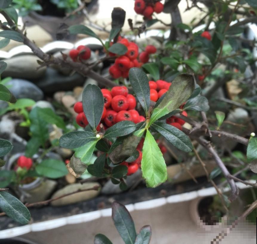 火棘盆景好制作，剪根枝条就能行，零成本，高回报！