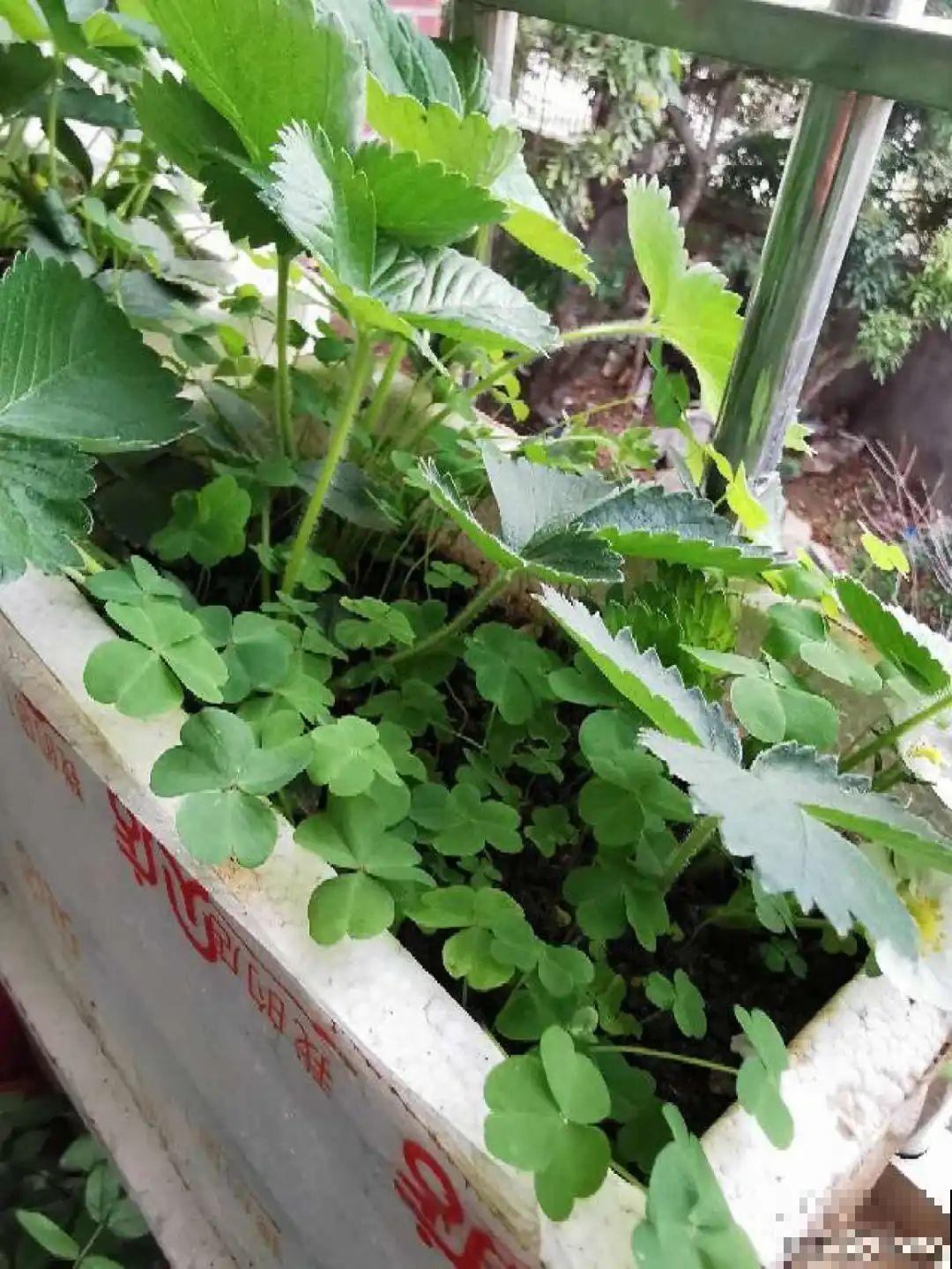 冬天养盆草莓，一盆能结不少果子，全家都够吃