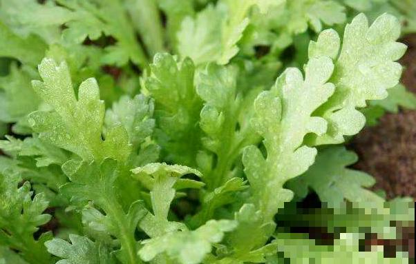 茼蒿菜这样养，一年四季不愁吃，特省钱！