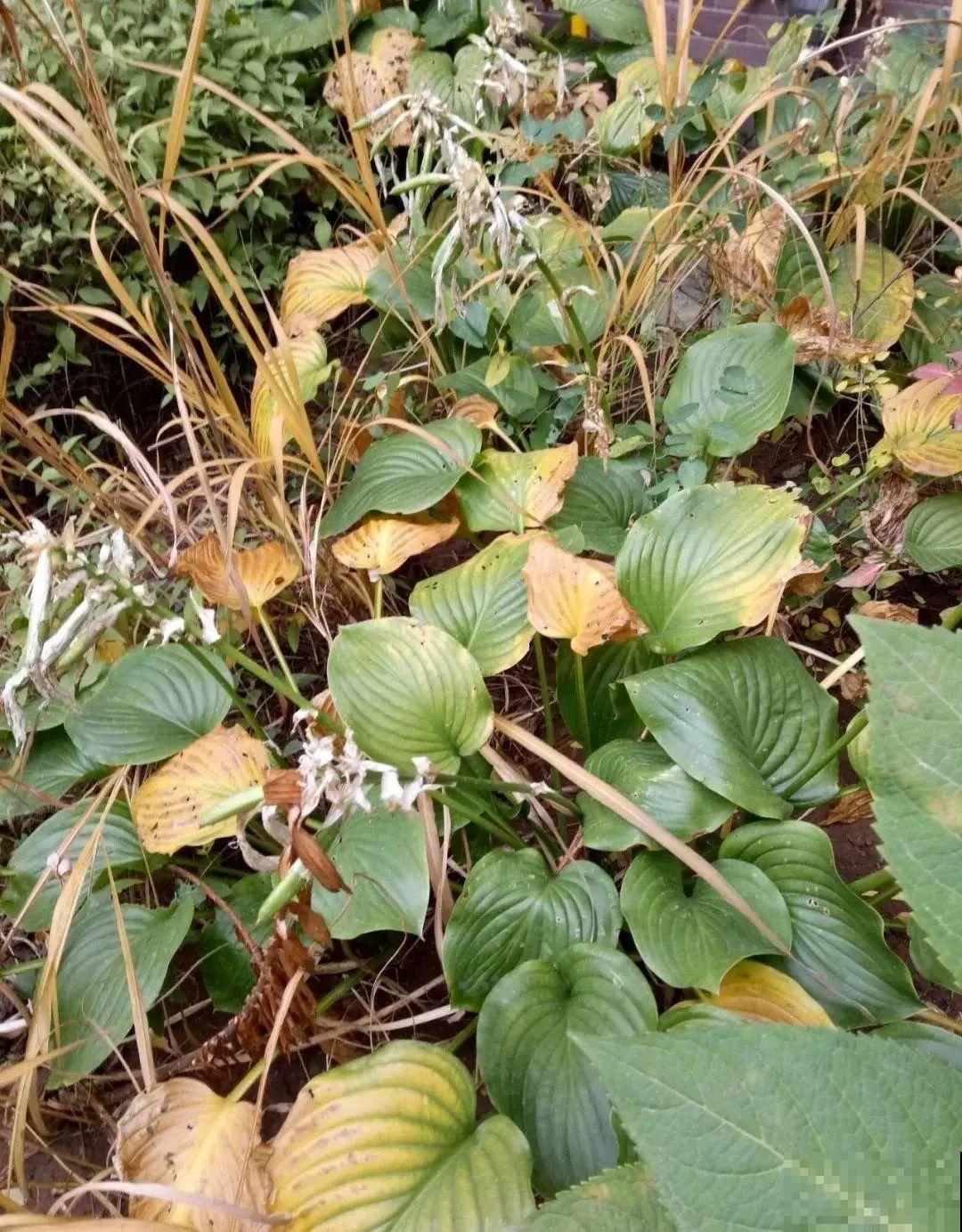 7种花冬天要休眠，看着好像枯死了，千万别丢掉