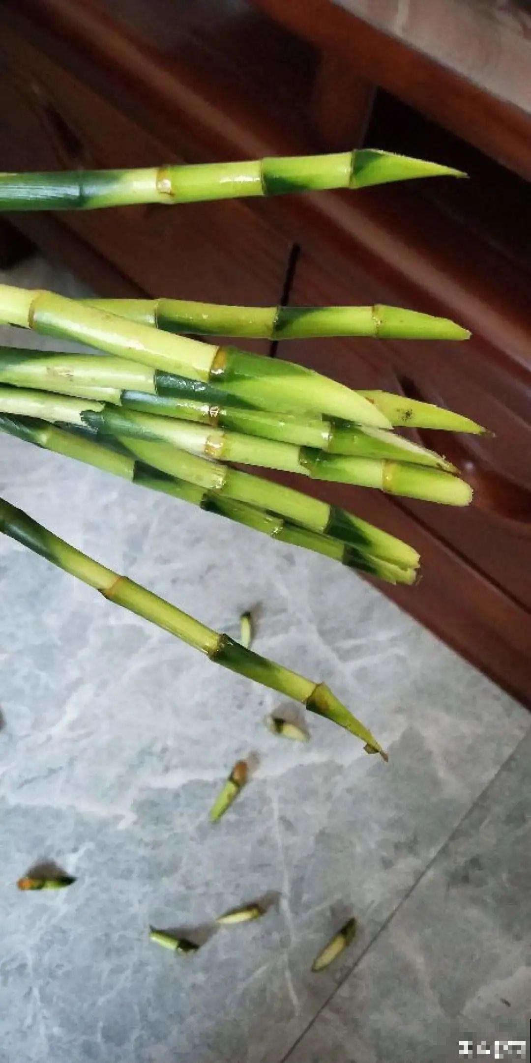 这花10块钱买一大把，丢水里冒出萝卜根，太好养！