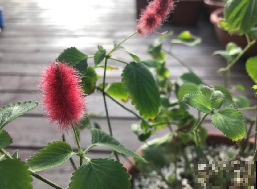 伪装在花卉圈的“猫咪”，红彤彤，毛绒绒，爱猫人士必养！