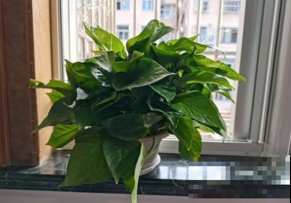 3种花不能总浇水，浇水越多越坏事，快停下来！