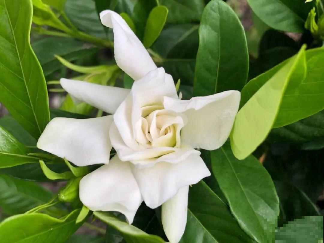 你在哪个城市，最适合养的花就是它！