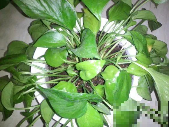 秋天降温快，家里养这9种花，要赶紧搬进屋了