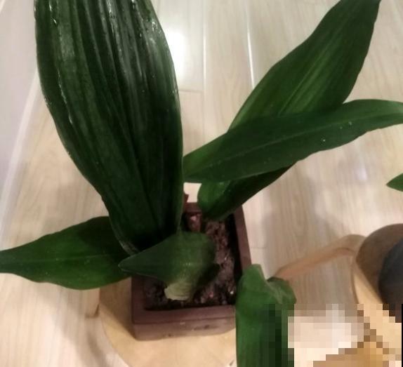 4种植物既能观赏，又能吸收“废气”，简直是家庭小能手！