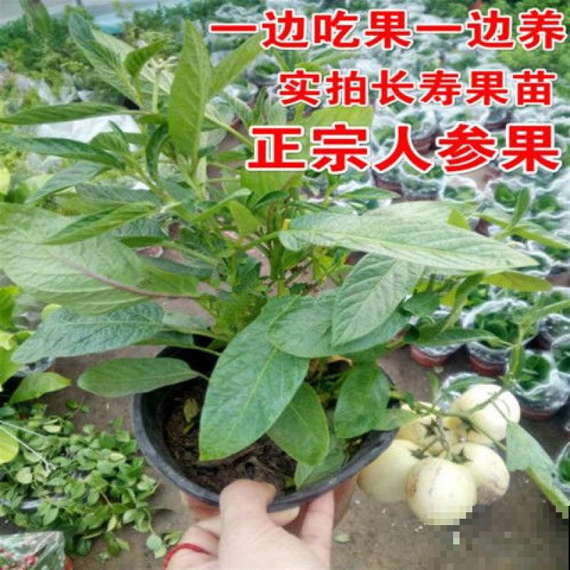 传说中的人参果,自家也能种,省老多钱了! 传说中的人参果,自家也能种,省老多钱了!