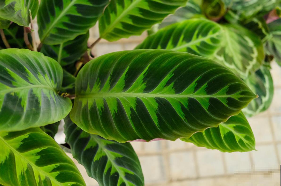 养花如何增加空气湿度？4个小妙招，省下空气加湿器的钱！